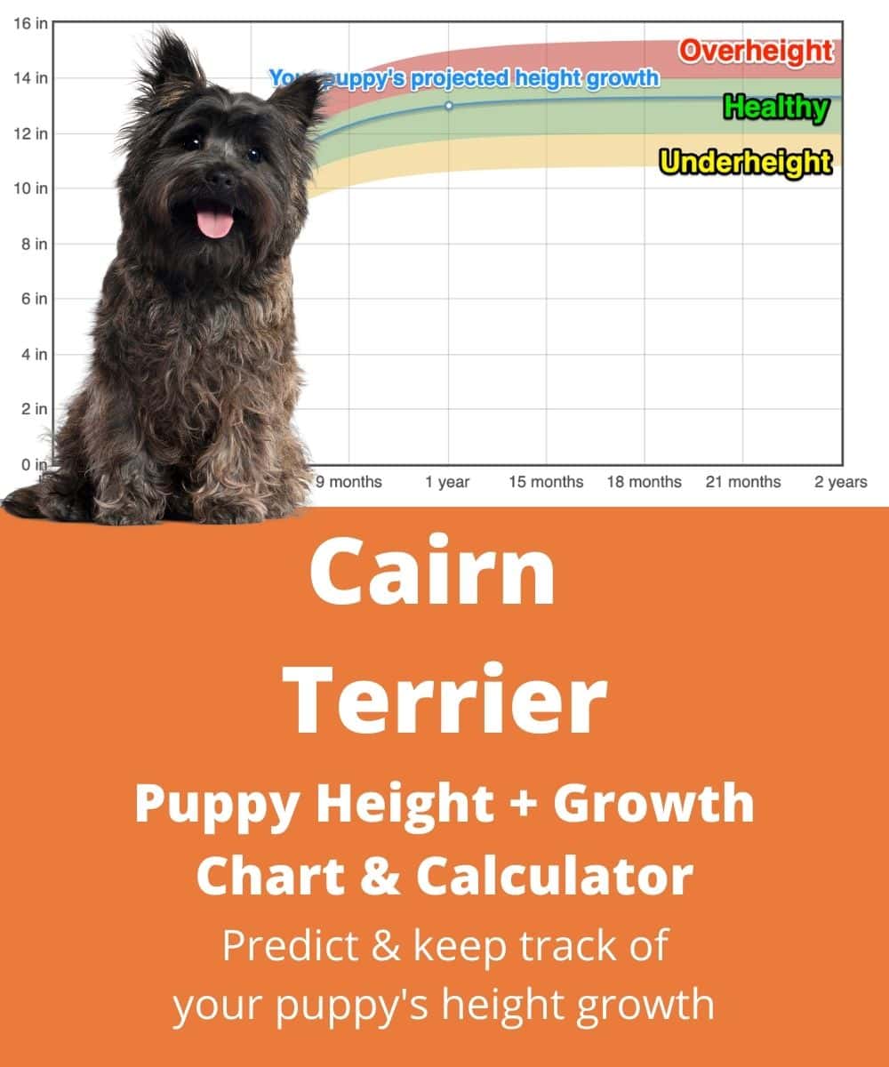 cairn-terrier Puppy height Growth Chart cairn-terrier Puppy height Growth Chart